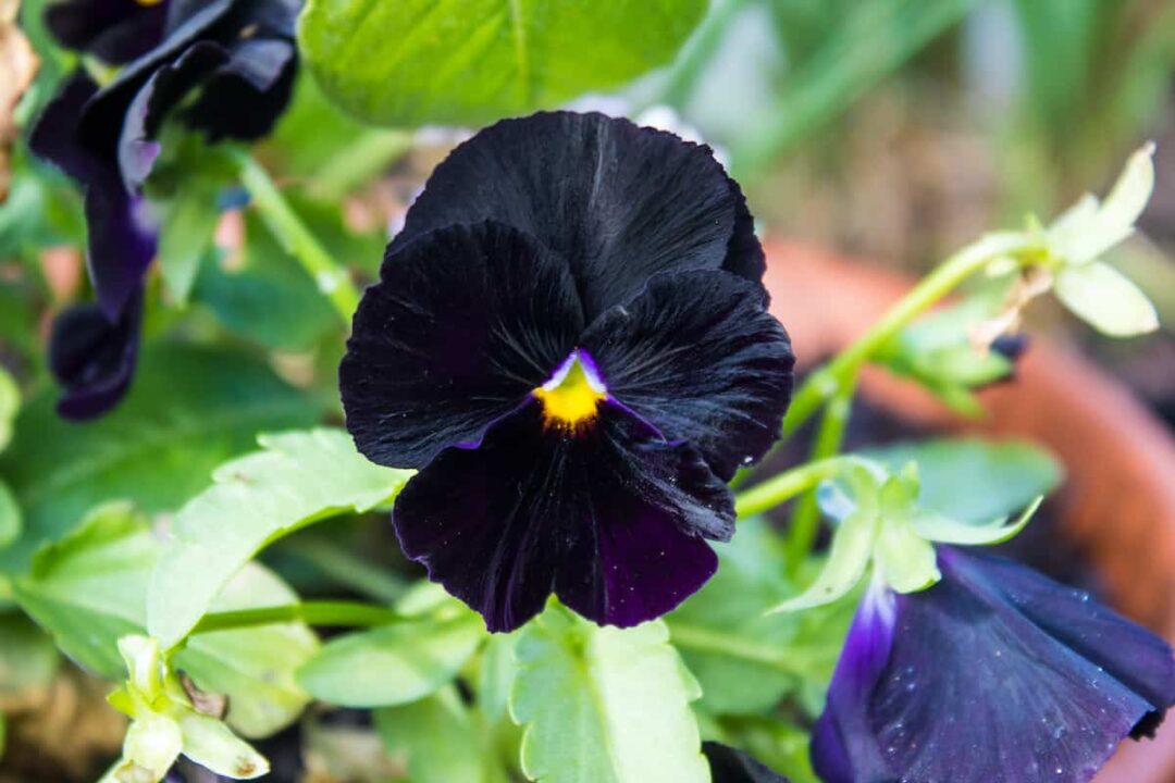 Halloween plants 13 plants that fit in spooktacularly minneopa orchards