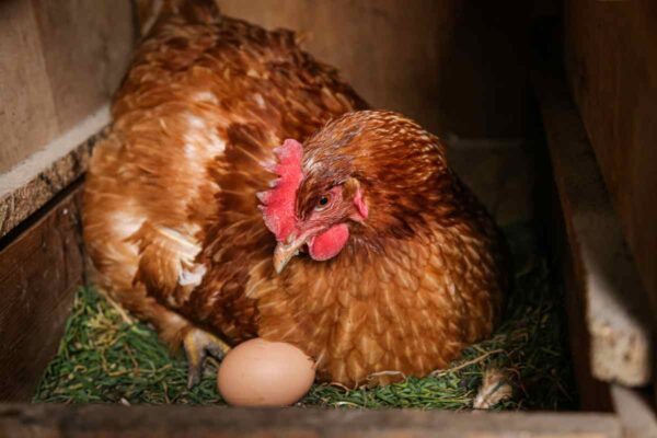 21 Fascinating Chicken Facts Every Poultry Owner Should Know - Minneopa