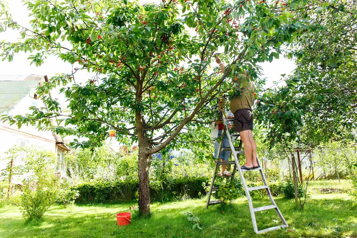 How to Choose the Perfect Orchard Ladder Minneopa Orchards