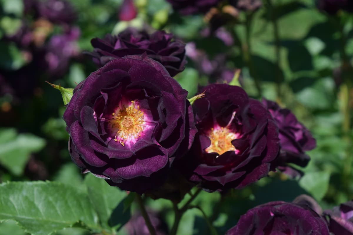 The Cultivation And Care Guide For Dark Roses Tips For The Darkest 