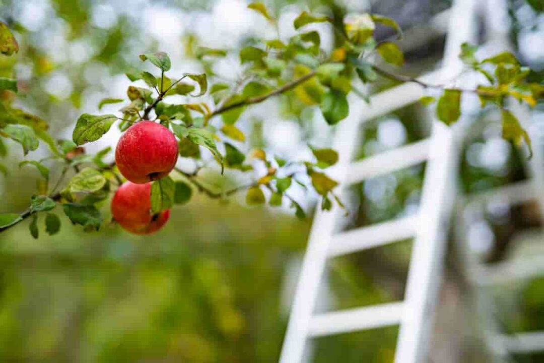 Why Tripod Ladders are Essential for Safe Gardening Minneopa Orchards